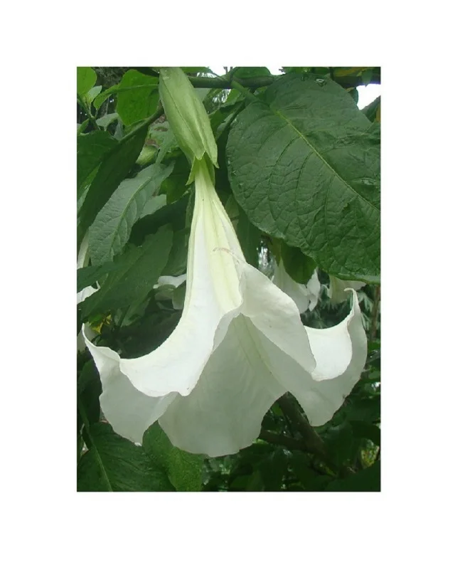 wholesale good selling flower bulbs,seeds for cultivation - buy