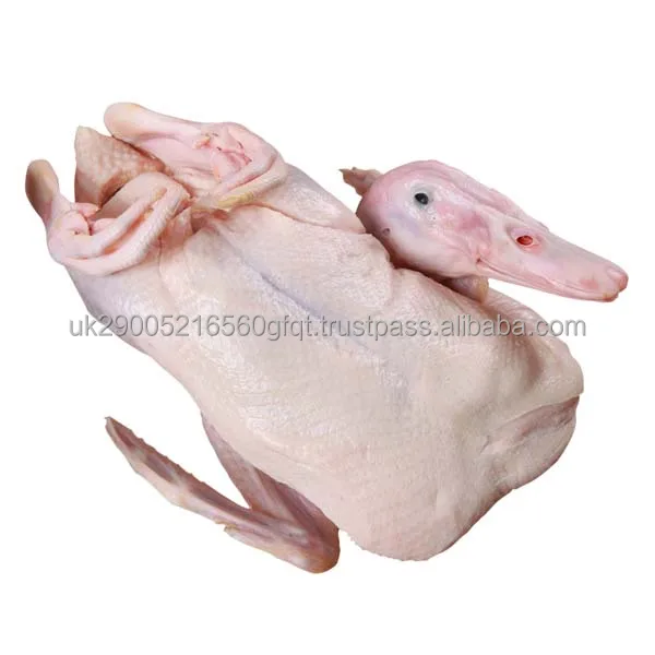 duck2.jpg