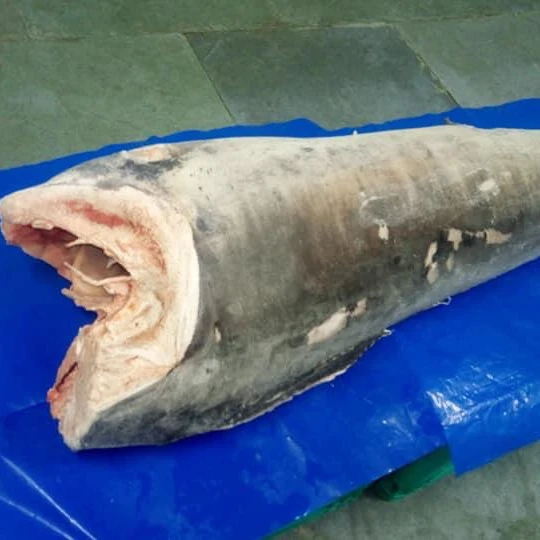 best quality frozen sword fish for sale