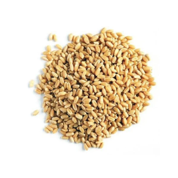 Premium Quality Wholegrain Wheat Cereal Wheat Grain For Human