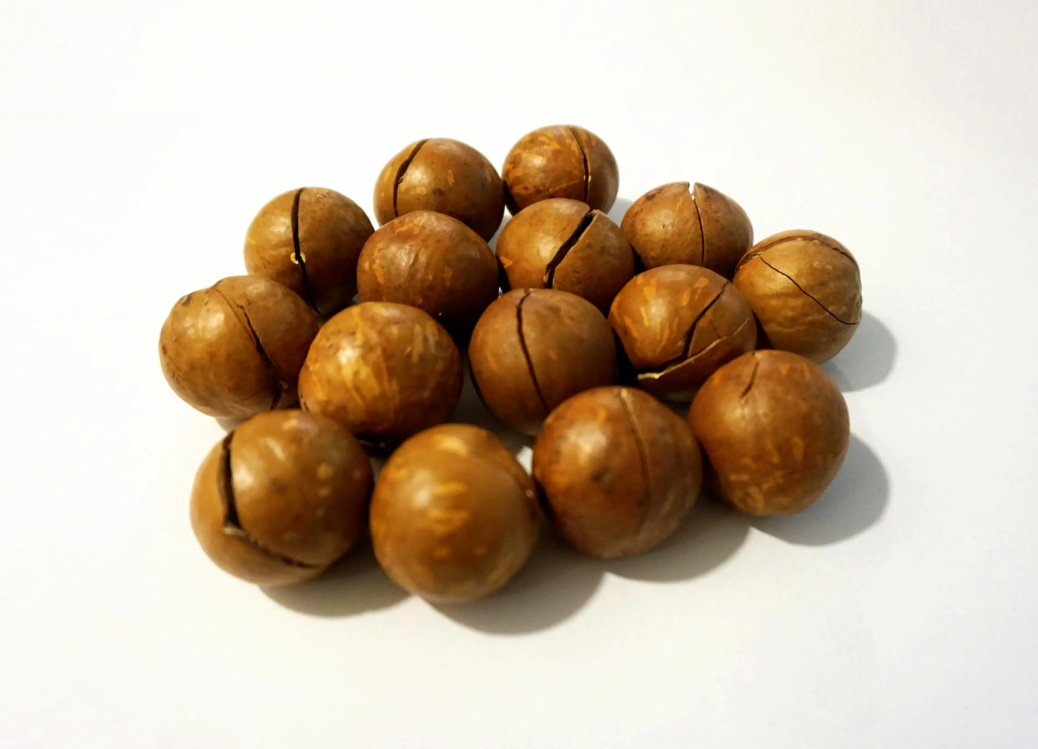 High quality Macadamia Nuts with Shell and Cashew From Vietnam For EU Market