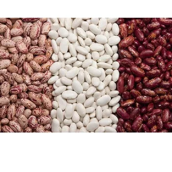 bean1.jpg