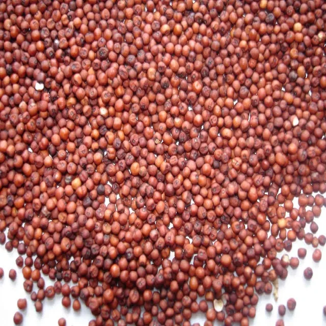 best price ragi/finger millet price for best quality