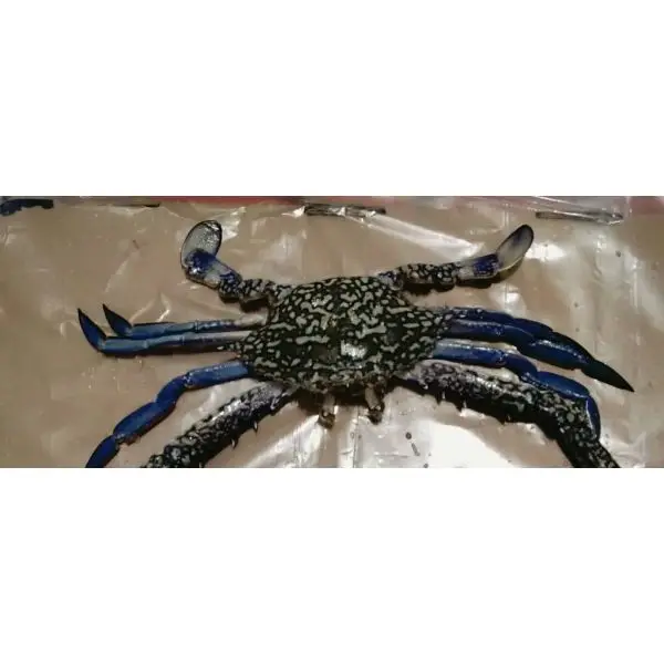 blue swimming crab & three spotted crab - buy whole blue crab