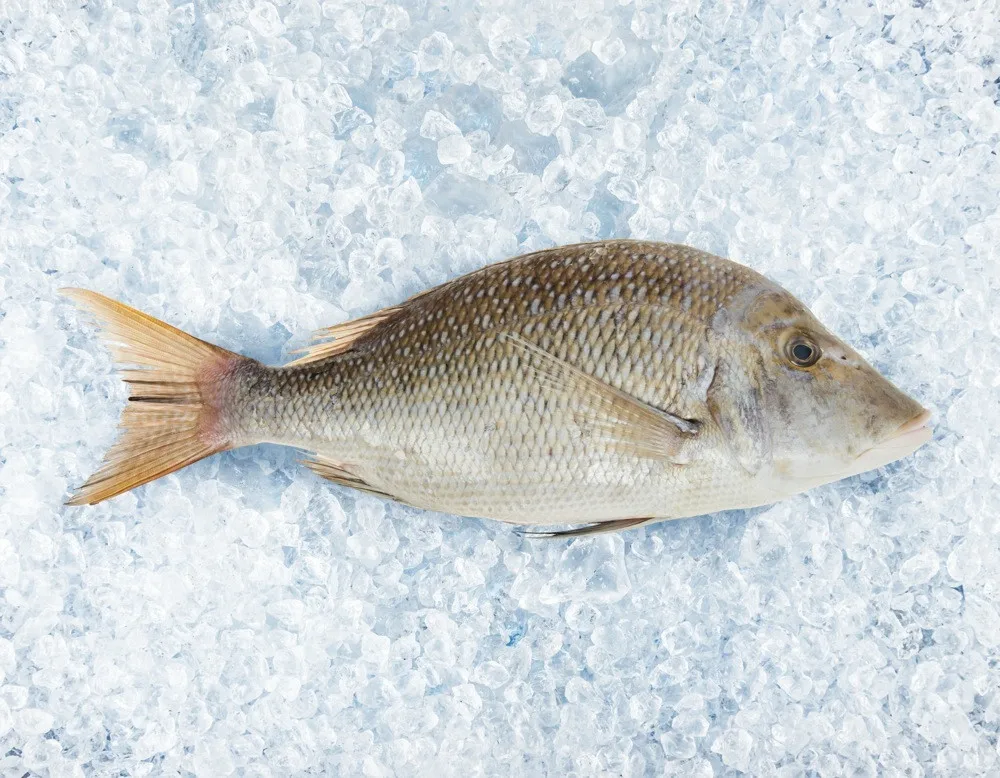 best seller frozen sherry (emperor) wild fish