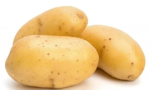 2021 New Fresh Holland Potato