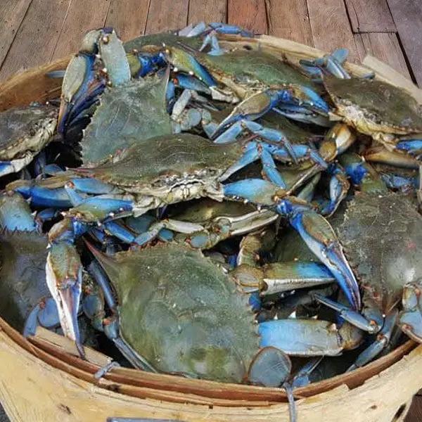 crab,fresh frozen and live mud crabs blue crabs soft shell crabs