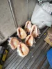 Casco dorado Seashell