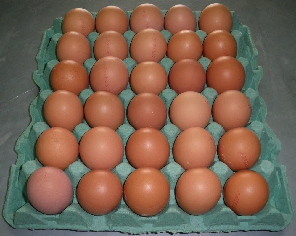 Купить инкубационное яйцо кучинской юбилейной. Инкубационное яйцо Кучинская Юбилейная. Редбро инкубационное яйцо. Инкубационное яйцо с птицефабрик. Свежие куриные яйца.