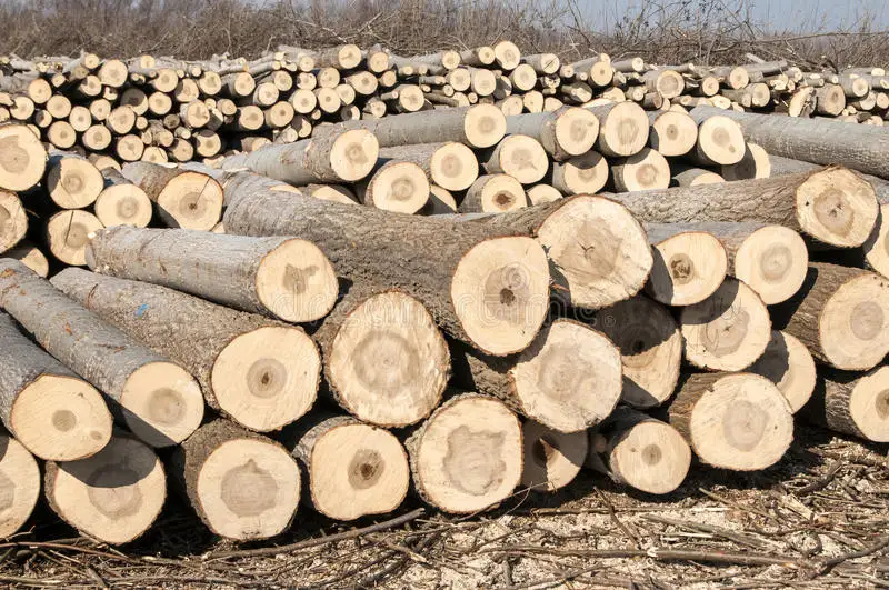 cut-poplar-logs-37975627.jpg
