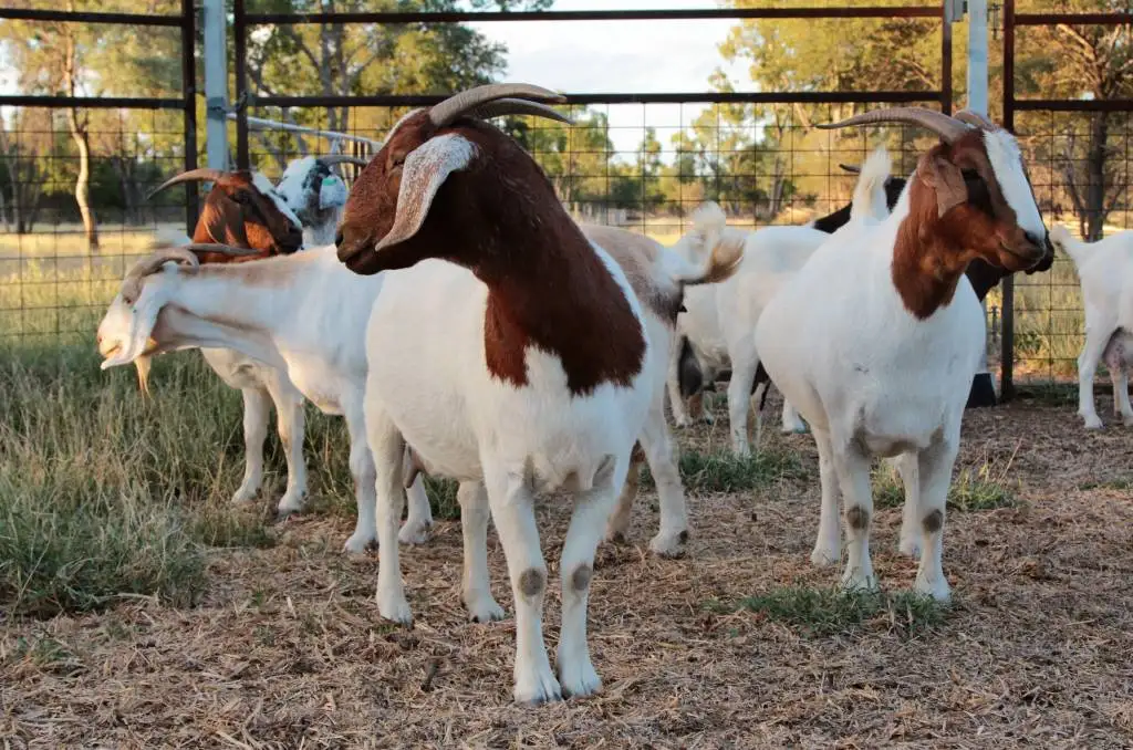 Бурские козы, сааненские козы для продажи/живые бурские козы, доступные для экспорта