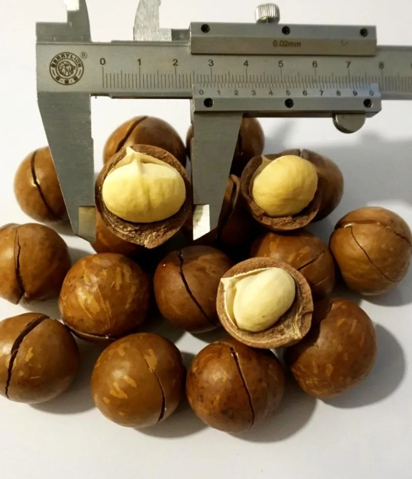 Quality Organic Raw Dried Macadamia Nuts and Other Nuts for Food Use HACCP Certified Grade 1