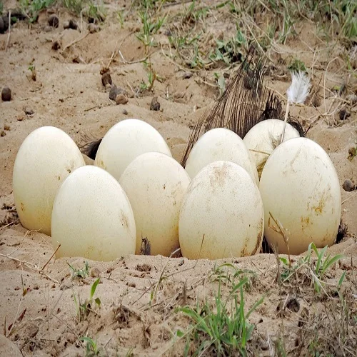 Fresh Ostrich Eggs For Sale - Buy Fertilized Ostrich Eggs Ostrich ...