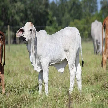 calves