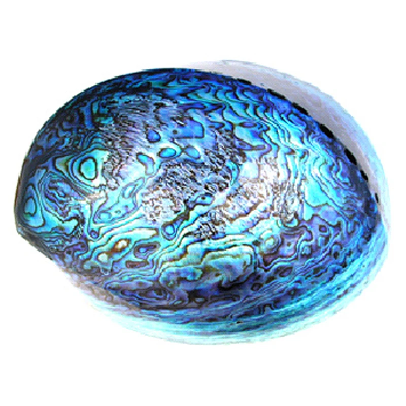 Hot Selling Natural Abalone Shell for Decoration - Blue, White New Zealand Abalone-Vietnam Natural Seashell +84 587 176 063
