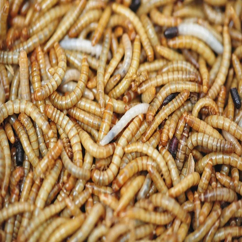 Fish feed insect.jpg
