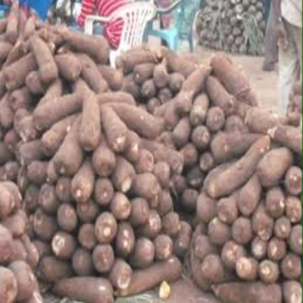 Fresh Natural White Yams For Sale Buy Fresh Yams,Fresh Yam Tubers,Bulk Fresh Yams Product on