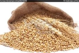 Wheat-Grain.jpg