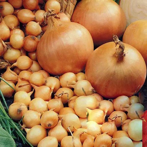 onion1.jpg