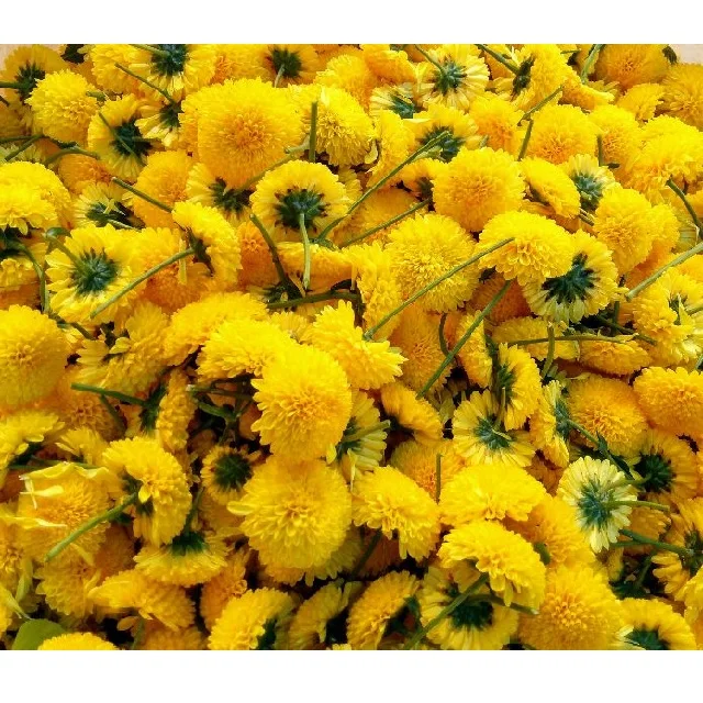 Flores De Caléndula Para Cultivo De Jardín,Flores Frescas Amarillas Sueltas  Para Decoración,No Preservadas - Buy No Conservas Decorativo Jardín  Caléndulas De Plantación Para Cuidar Las Flores De Caléndula Amarillo  Fresco Suelta Flores