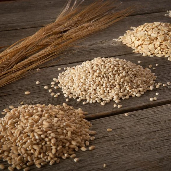 Premium Barley Seeds Animal Feed Barley Bulk Barley Grains For Sale Cheap Prices Buy Specification Feed Barley Green Barley Seeds Barley Peanut Candy Product On Alibaba Com