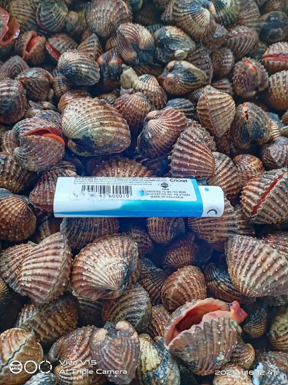 Fresh Blood Cockle Fresh Seafood Packed In Box Good To Increase Red