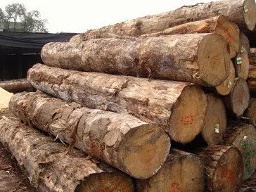 AUSTRALIAN PINUS RADIATA LOGS (RADIATA PINE LOGS) KI' GRADE(WOOD in the ROUGH,NOT SAWN) Radiata Pine Lumber From South America