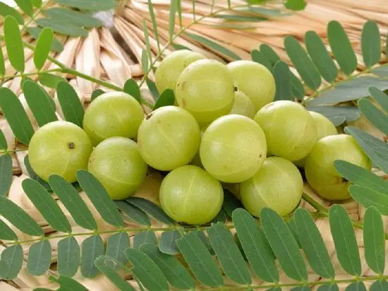 2023 Pure Amla Powder Low Price Indian Gooseberry Fruit for Hair Growth High Quality Organic OEM Manufacturer Best Choice