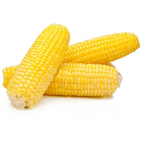 Source PREMIUM GRADE HIGH QUALITY YELLOW CORN / WHITE MAIZE FOR