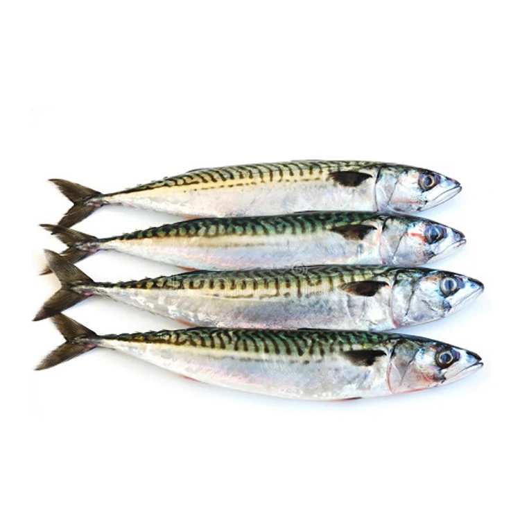 mackerel fish for sale near me