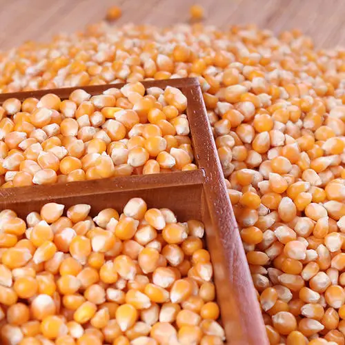 yellow corn1.jpg