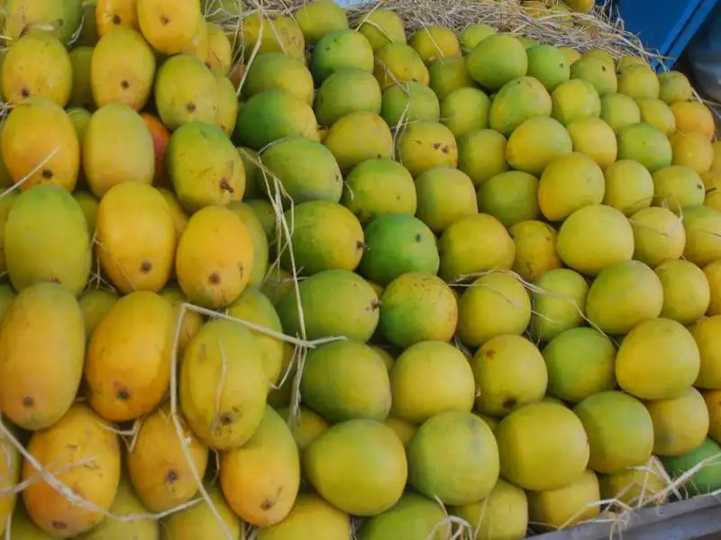 mango 1.jpg