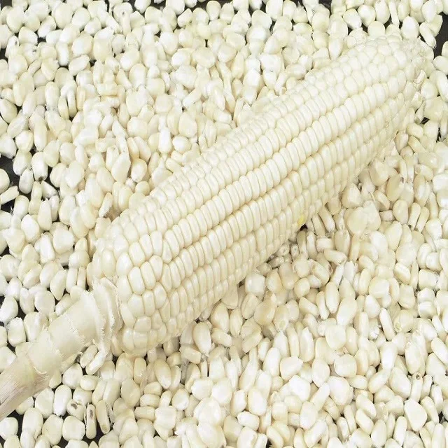 White Corn Non-Gmo (White Maize), White Corn Maize Suppliers, Exporters on Global Sources