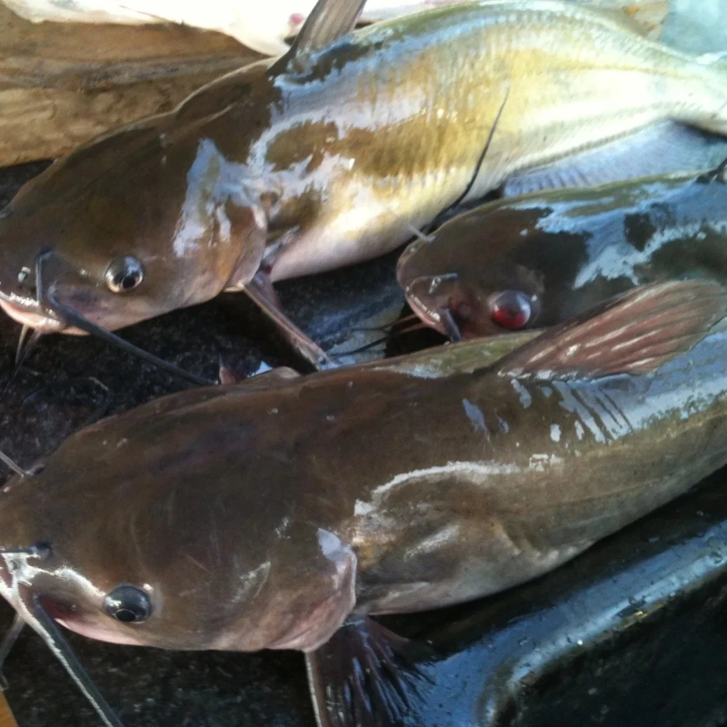 good sale indonesia origin seafood frozen sea catfish - buy new