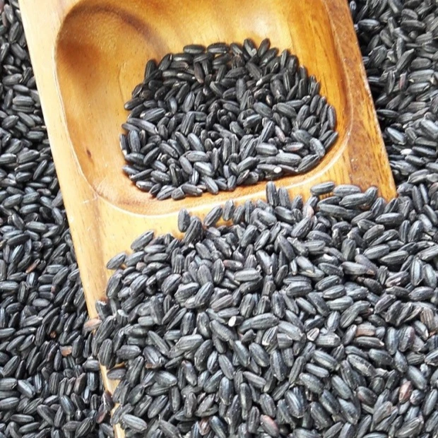 glutinous rice or herbal purple rice / black paddy black rice