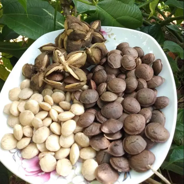 ORGANIC EXTRACT PURE SACHA INCHI POWDER for HEALTH CARE and BEAUTY