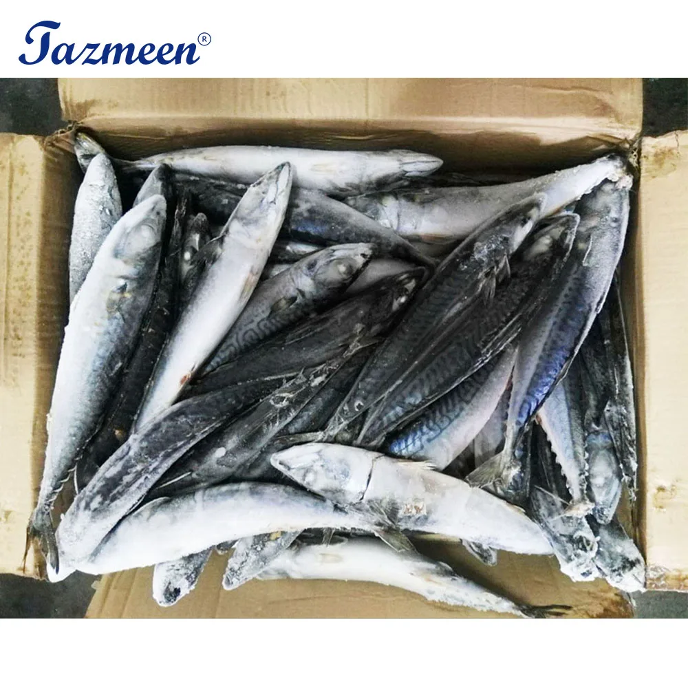 Frozen Horse Mackerel Fish Whole Sale Buy Mackerel,Mackerel Ice Fish
