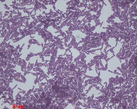 Bacillus Clausii, пробиотическая кормовая добавка, 1x10*9 спор/грамм, самый продаваемый продукт