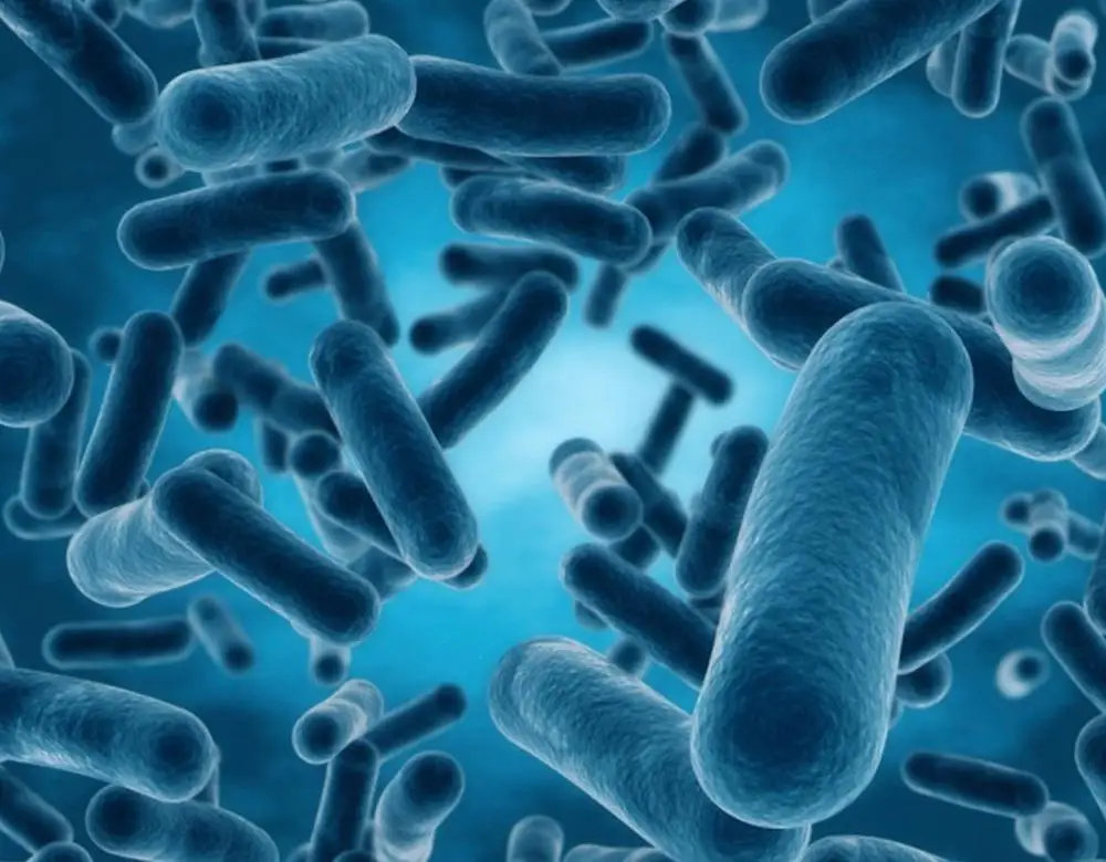 Bacillus Clausii, пробиотическая кормовая добавка, 1x10*9 спор/грамм, самый продаваемый продукт