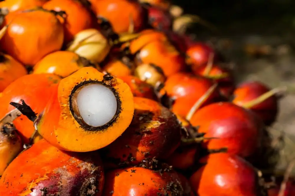 Wholesales unrefined pure crude raw coconut oil cheapest price high quality made in Vietnam