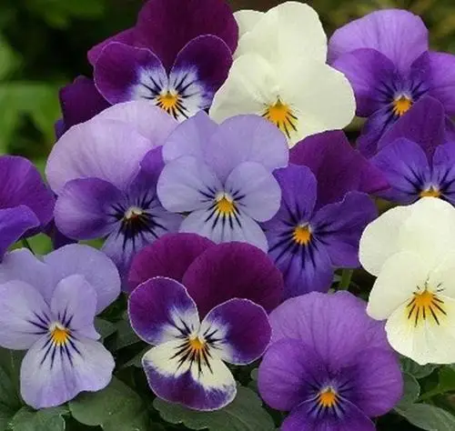 pansy (viola tricolor) extracts natural herbal extract