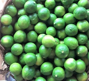Fresh Lemon - Indian Fresh Fruits - High Quality Indian Fresh Lime Fruits - Fresh Lemon Fruits From India..
