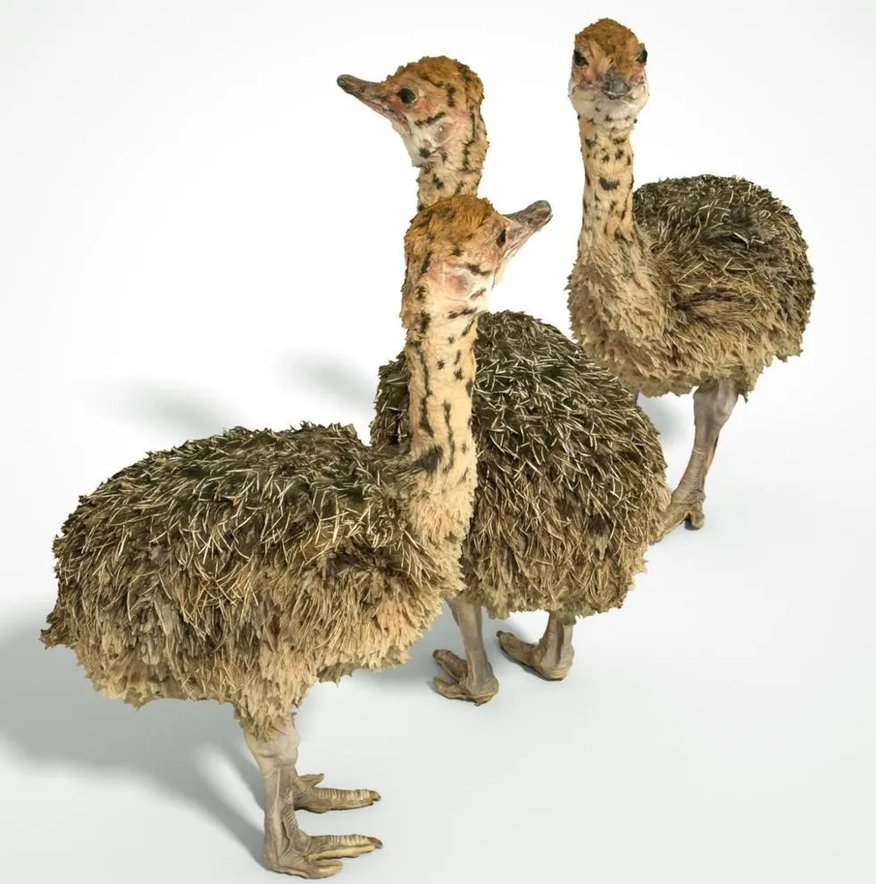 Healthy Ostrich Chicks / Fertile Hatching Ostrich Eggs