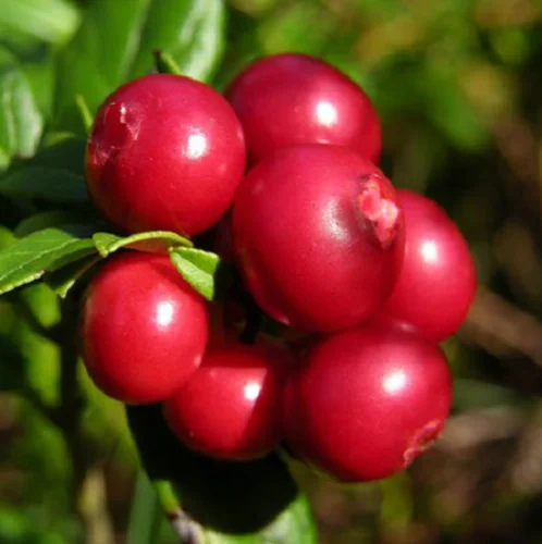 lingonberry extract - buy lingonberry extract,food ingredients,d