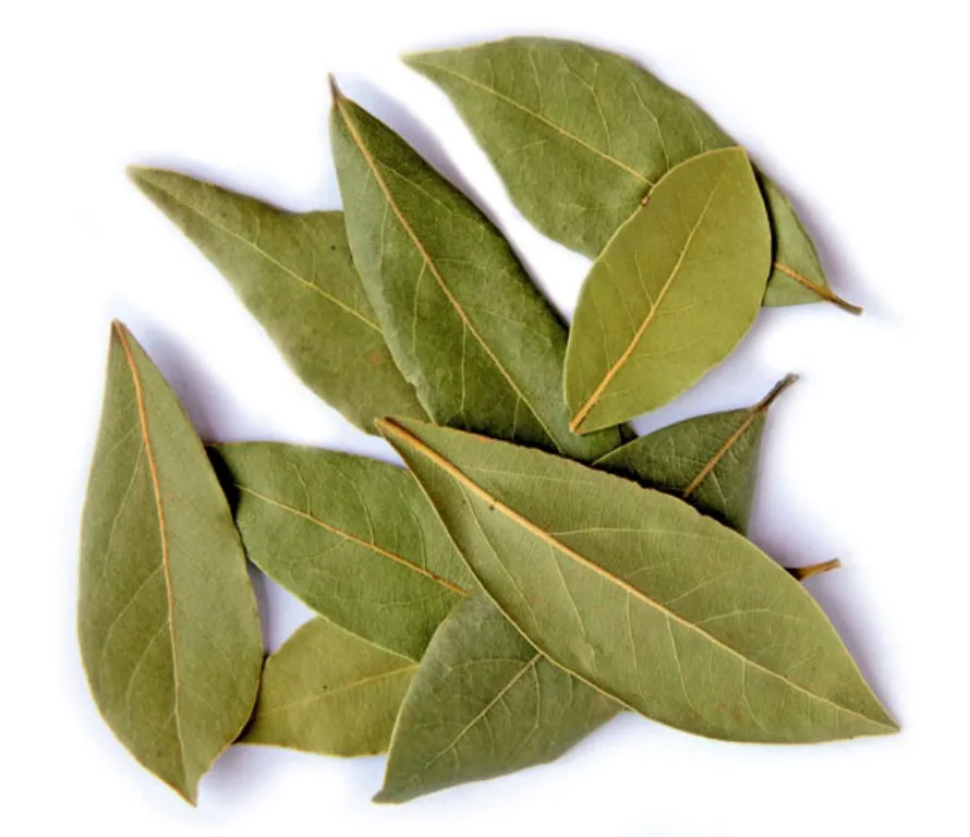 buy bay leaves,tej patta,condiment product on alibaba.com