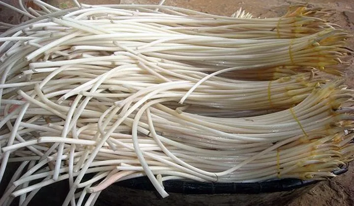 Лучший корень лотоса/свежий