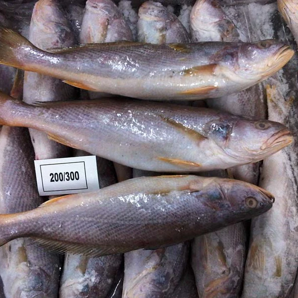 Wholesale Croaker Fish Buy Croaker Fish Yellow Croaker Fish Price Frozen Croaker Fish Product On Alibaba Com