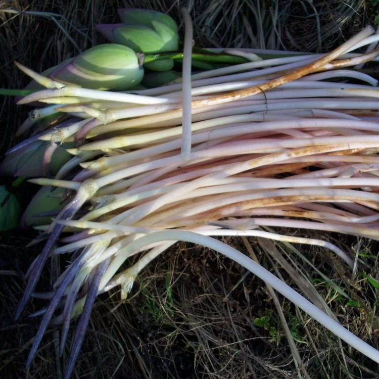 Лучший корень лотоса/свежий