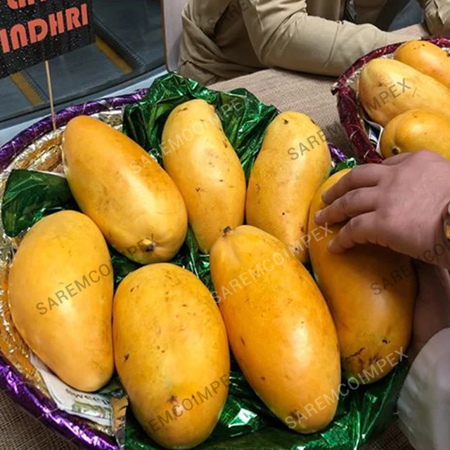 fresh yellow mango,fresh mango fruit with reasonable price - buy