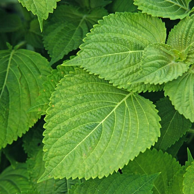 Порошок периллы высокого качества